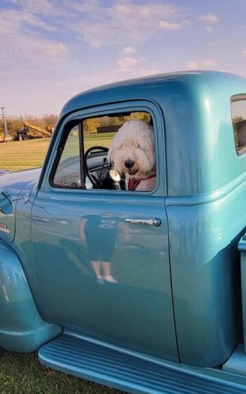 1954 Chevrolet 3100