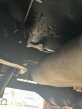 Thumbnail Photo 1 for 1972 Chevrolet El Camino
