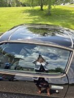 Thumbnail Photo 4 for 1979 Pontiac Trans Am for Sale by Owner